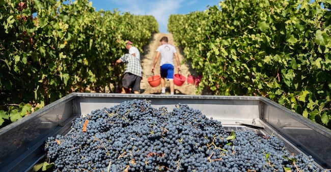 Vendemmia di uve Lambrusco