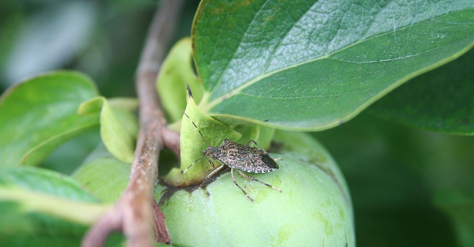 Ortofrutta: export a 6 miliardi, ma rischio caos per la stretta Ue sul farmaco anti-cimice
