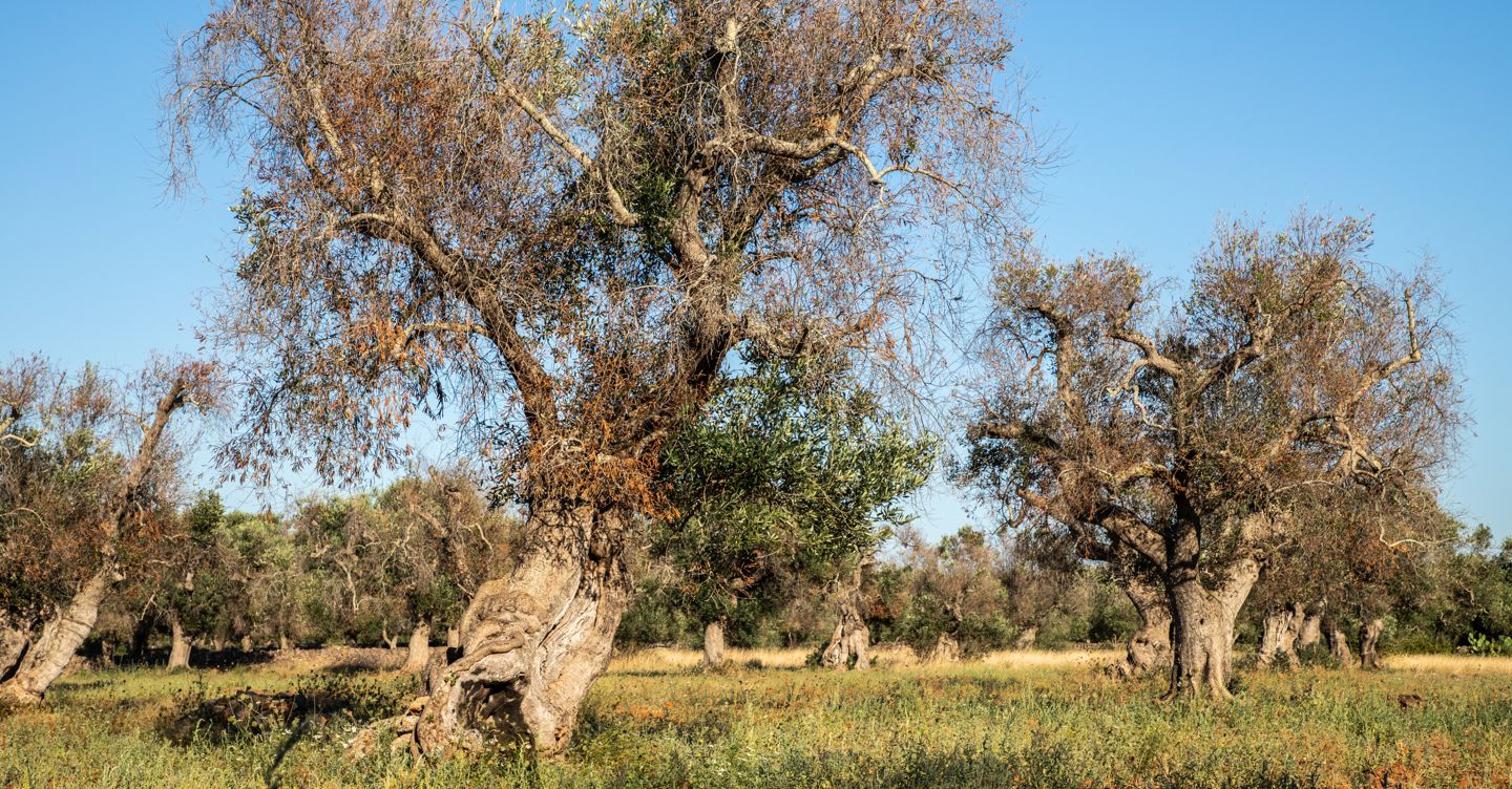 La protesta della Puglia: i ristori per la xylella al palo dal 2020