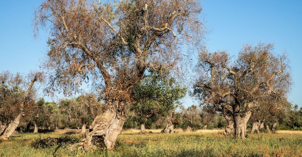 La protesta della Puglia: i ristori per la xylella al palo dal 2020