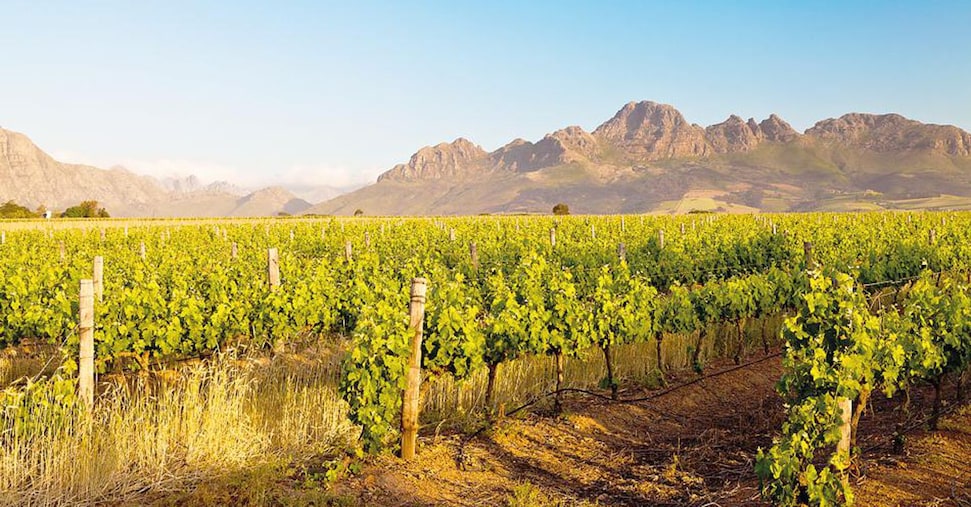 Vino, il grande mercato africano è la nuova frontiera dell’export Vino, il grande mercato africano è la nuova frontiera dell’export