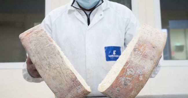 Apertura di una forma di Gorgonzola Dop