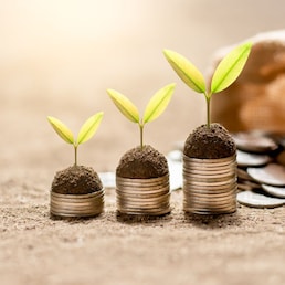 The seedlings were growing on a coin placed three rows on a dirt ground.