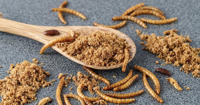 Powder of edible mealworms in wooden spoon on grey granite table. Larvae of Tenebrio molitor as protein ingredients of food.