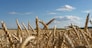 Field of ripe wheat under bright summer sunlight