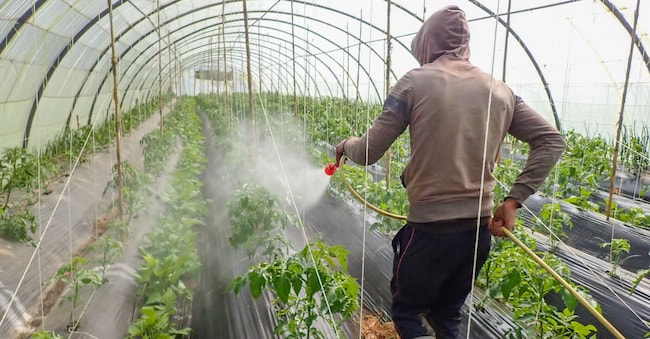 Lo stallo delle azioni di contrasto al caporalato riguarda anche la creazione delle sezioni territoriali della Rete del lavoro agricolo di qualità. Poche le aziende iscritte alla rete perché manca una premialità (AdobeStock)