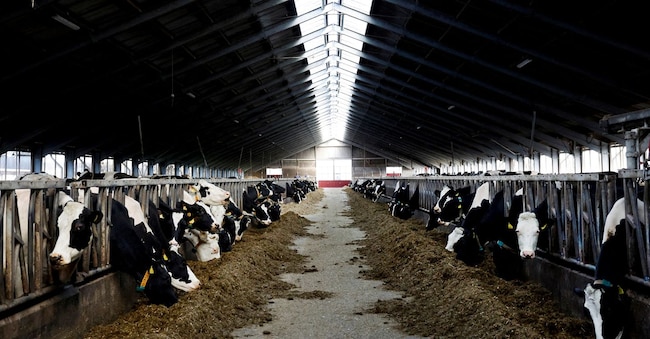 Mucche mangiano in una fattoria di Oldetrijne, nella provincia olandese della Frisia, Paesi Bassi. (REUTERS/Piroschka van de Wouw)