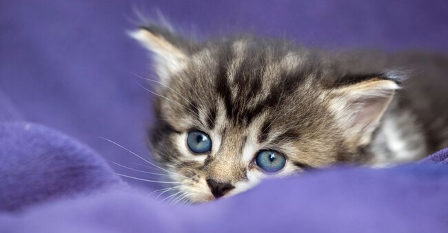 (Alamy Stock Photo)