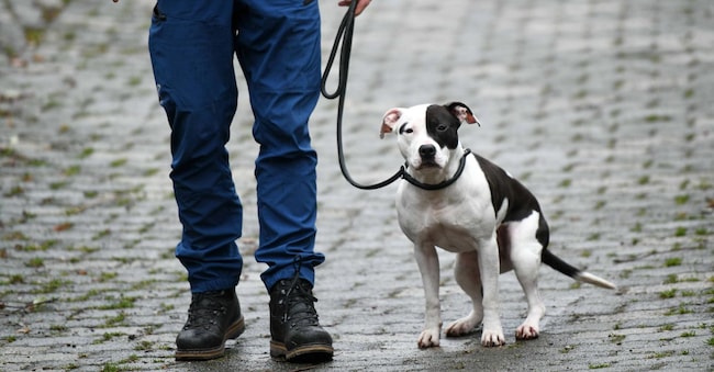  Due pitbull aggrediscono nella notte il proprietario: è gravissimo in ospedale a Ostia