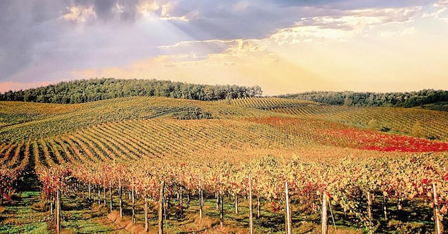 La forza della parola “Toscana” unisce vini di tipo diverso