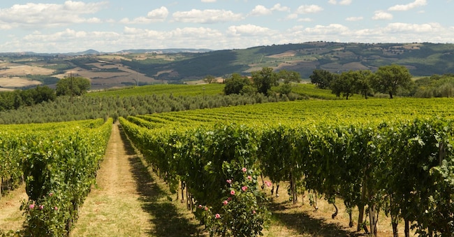 I vigneti di Montalcino in Toscana. (Adobe Stock)
