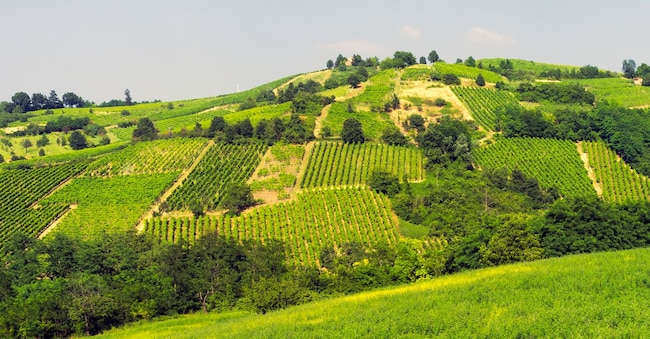 Vigneti dell’Oltrepò Pavese