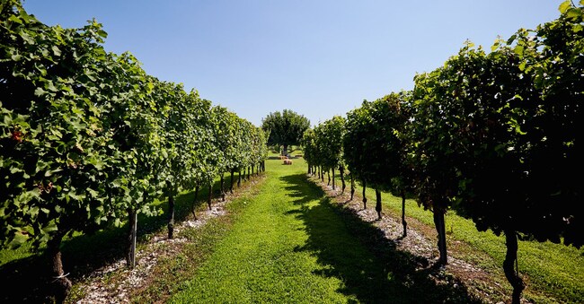La leadership. Il Triveneto produce 230 milioni di bottiglie di Pinot Grigio (l’ 85% di quello italiano e il 47% di quello mondiale)