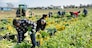 African american man with team of farm workers arranging crop of ripe celery in boxes on field. Harvest time