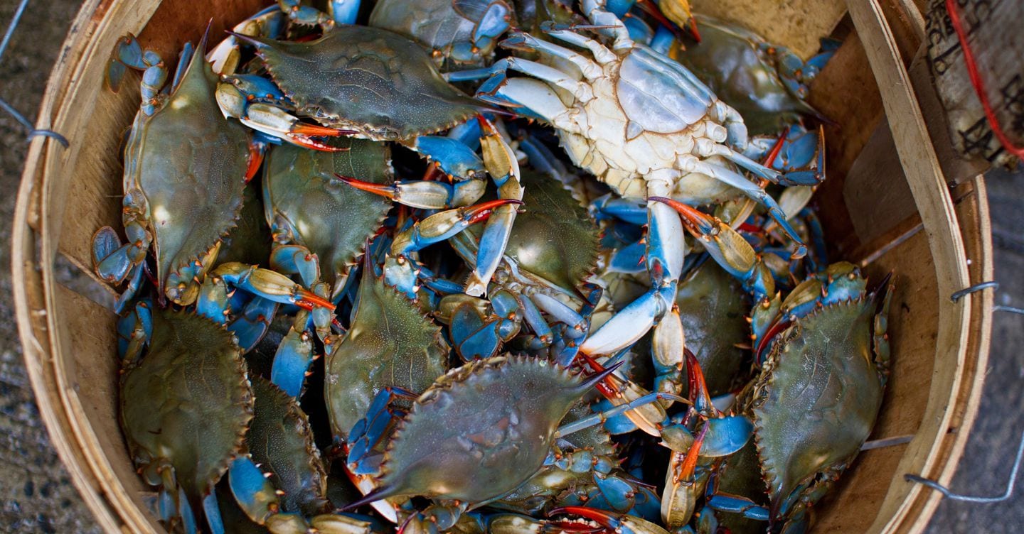 L’allarme del Delta del Po: in arrivo la terza ondata di granchi blu