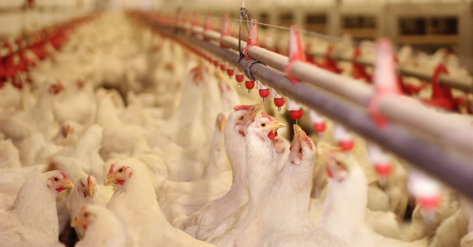 Allarme Fao: sicurezza alimentare a rischio aviaria