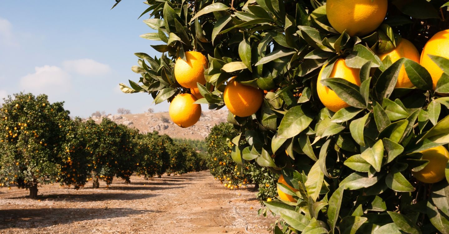 Greening, la nuova minaccia per le arance: un batterio che rischia di distruggere le coltivazioni