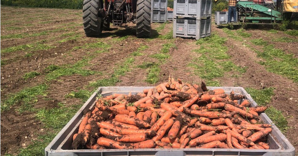 Cresce sui mercati la carota novella di Ispica Igp