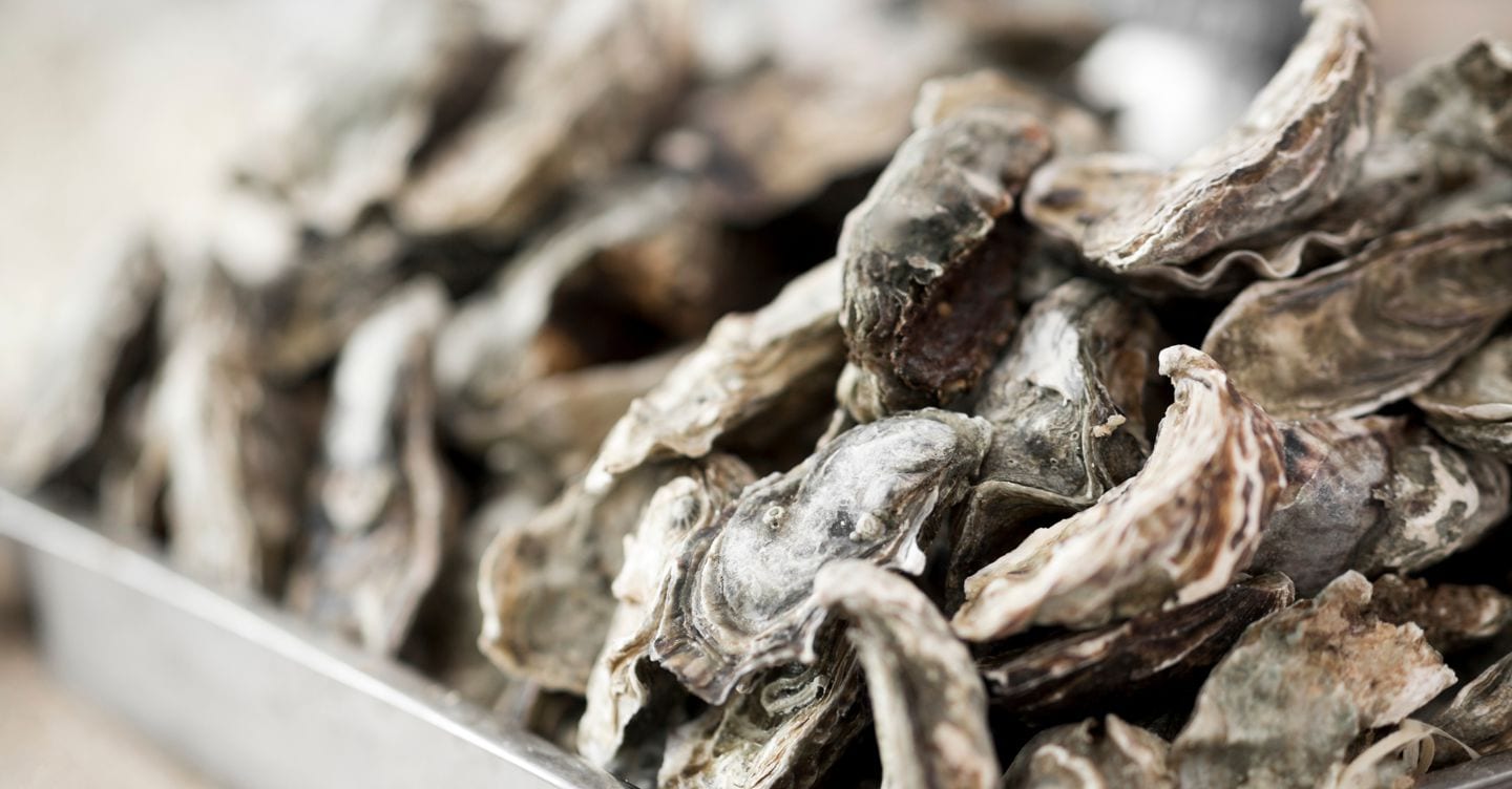 Riconvertire gli allevamenti di vongole in ostriche: il rilancio dell'economia del Delta del Po