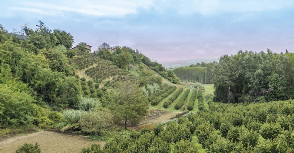 «Piemonte is», nuovo brand per l’agroalimentare regionale (che vale 5 miliardi) «Piemonte is», nuovo brand per l’agroalimentare regionale (che vale 5 miliardi)