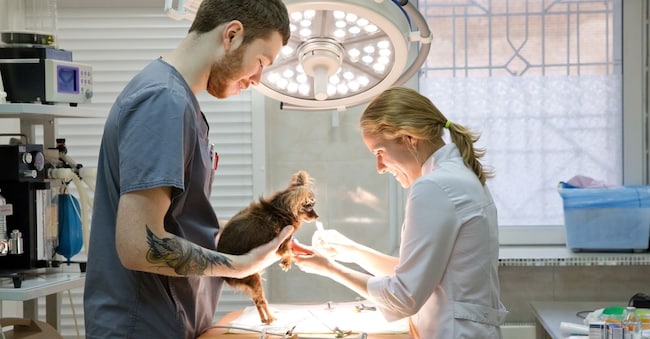 Veterinarians prepare the dog for surgery. Operating room with medical equipment in a veterinary clinic. Table for surgical operations in the hospital.