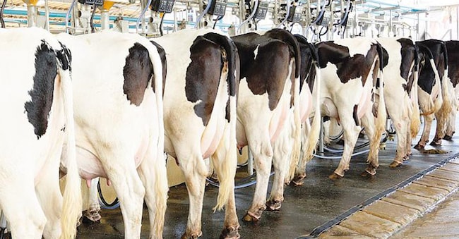 Fanno parte del sistema cooperativo circa 17mila stalle che producono 8,3 milioni di tonnellate di latte all’anno