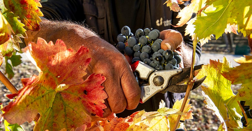 Le cantine di Salerno e la voglia di innovazione del vino campano