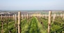 Vineyard