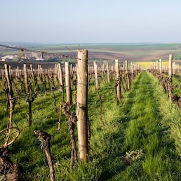 Vineyard