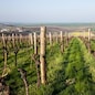 Vineyard