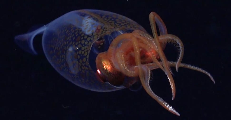 Il calamaro colossale Mesonychoteuthis hamiltoni: ripreso per la prima volta negli abissi Il calamaro colossale Mesonychoteuthis hamiltoni: ripreso per la prima volta negli abissi
