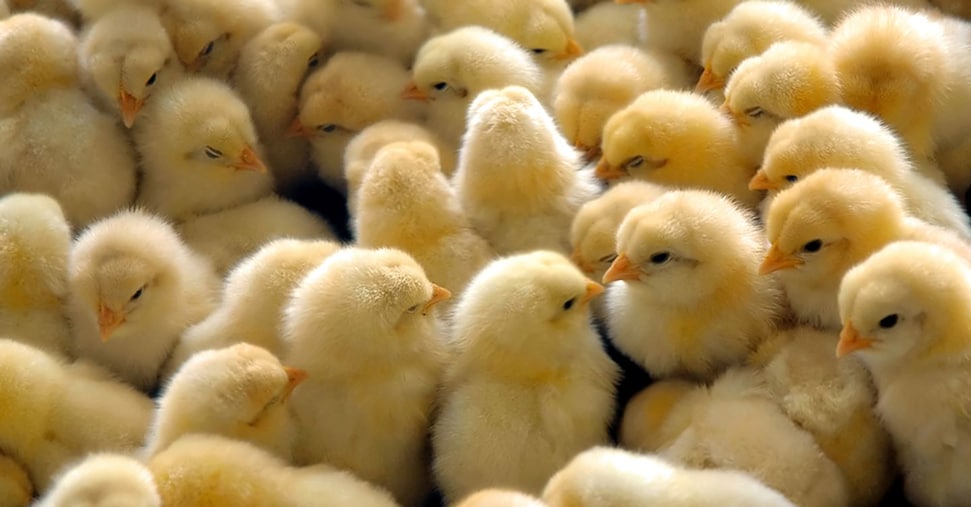 Pulcini maschi uccisi alla nascita: pronte le linee guida per lo stop nel 2027 Pulcini maschi uccisi alla nascita: pronte le linee guida per lo stop nel 2027
