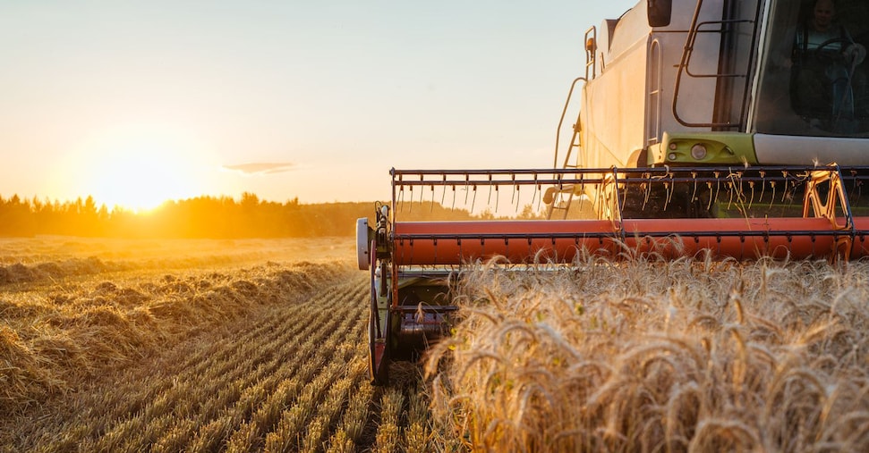 L’Italia nel 2025 produrrà il 20% di grano in più
