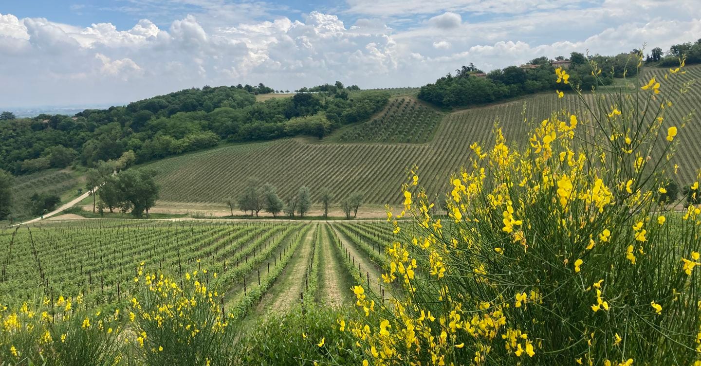 https://i2.res.24o.it/images2010/S24/Documenti/2025/05/15/Immagini/Ritagli/Foto-colline-Varignana-U13746604665QmW-1440x752@IlSole24Ore-Web.jpg