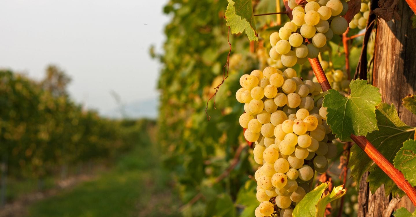 Vendite di vino su dell’1,7% nel 2025. Il Veneto è la prima regione d’Italia
