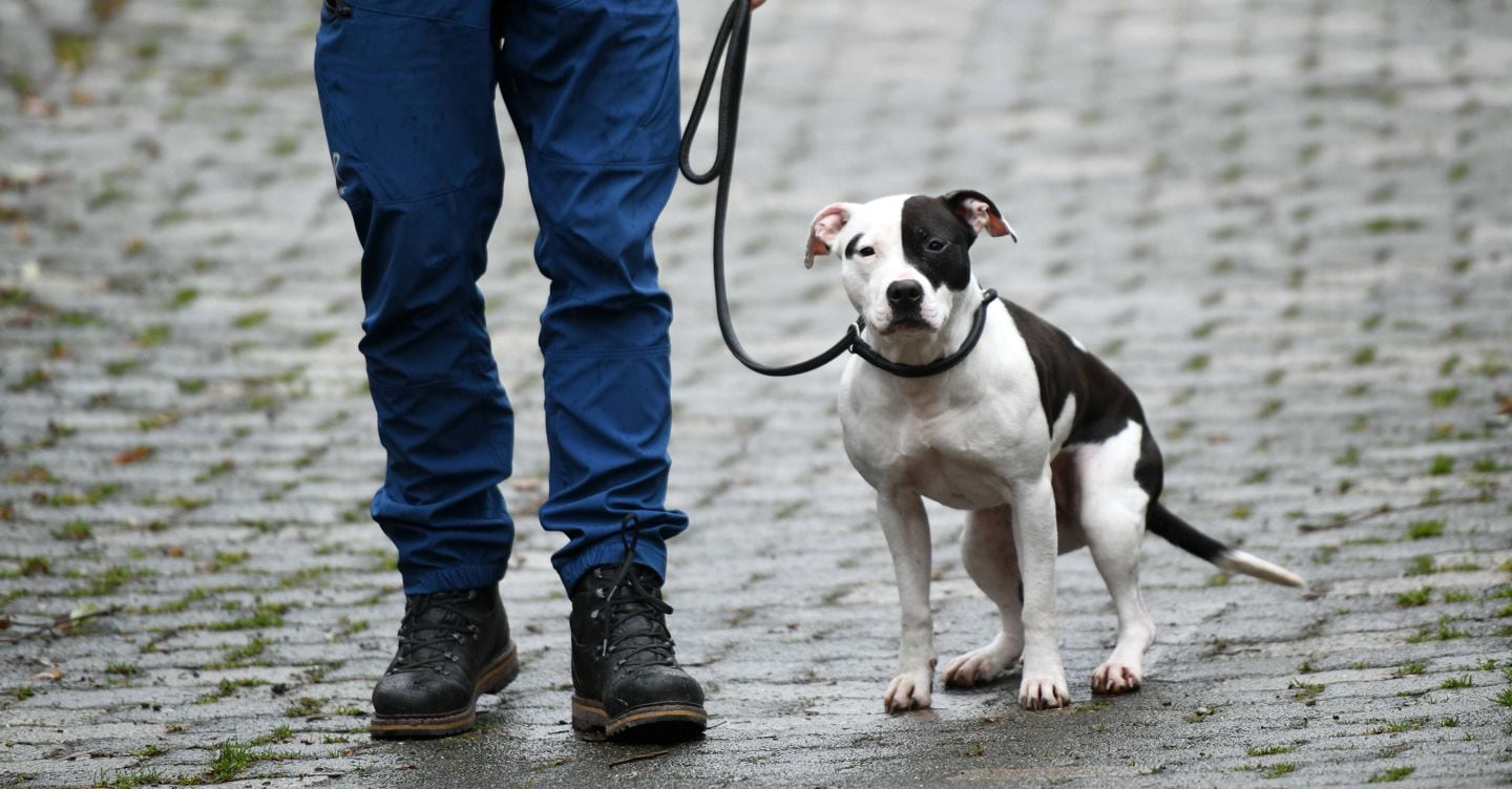 Animali «esseri senzienti», tutela penale più forte