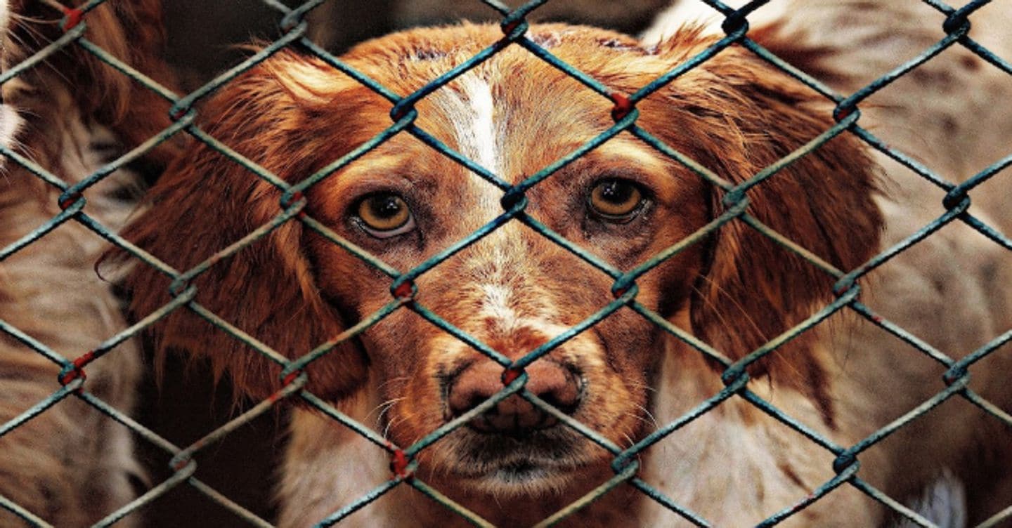 Pene più severe per chi maltratta gli animali: via libera del Senato al Ddl. Ecco tutte le novità