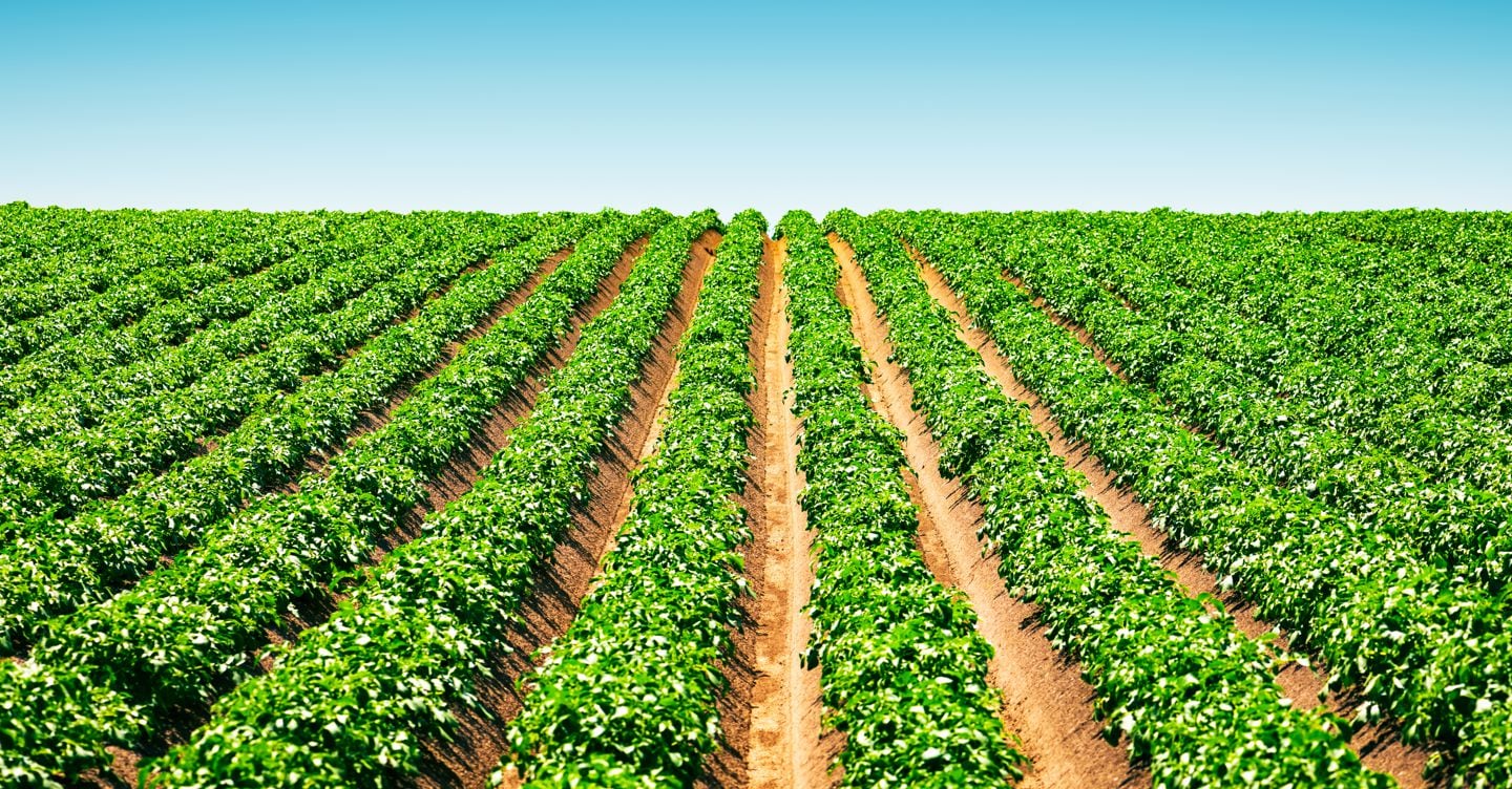 https://i2.res.24o.it/images2010/S24/Documenti/2025/06/03/Immagini/Ritagli/agricoltura-U52607710074YSH-1440x752@IlSole24Ore-Web.jpeg