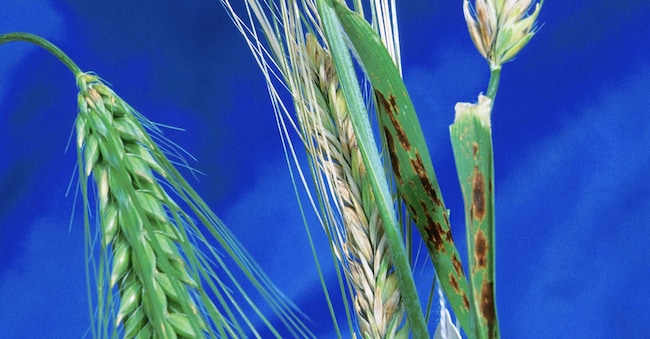 Grano sano e malato (Triticum sp.). Spighe di grano sane (più scure) rispetto a quelle infette dal fungo Fusarium graminearum (più chiare). Le spighe infette mostrano sintomi di ticchiolatura. Il Fusarium graminearum, noto anche come Gibberella zeae, è un fitopatogeno e un parassita agricolo che causa la malattia della spiga del grano. La fusariosi della spiga devasta i raccolti di grano e orzo (Hordeum vulgare), causando miliardi di dollari di perdite in tutto il mondo ogni anno. L’infezione provoca l’avvizzimento delle cariossidi e contamina il grano rimanente con micotossine. Queste tossine causano vomito, danni al fegato e difetti riproduttivi nel bestiame e sono dannose per l’uomo attraverso il cibo contaminato. (Bruce Fritz/US Department of Agriculture/Science Photo Library / AGF)