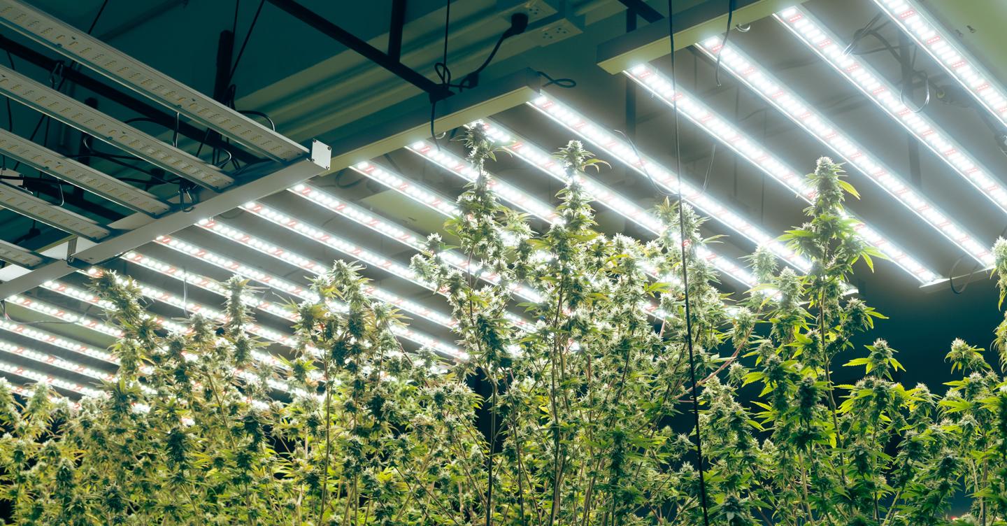 https://i2.res.24o.it/images2010/S24/Documenti/2025/06/06/Immagini/Ritagli/cannabis-AdobeStock_538636774-kG9C-U76337761878xkN-1440x752@IlSole24Ore-Web.jpeg