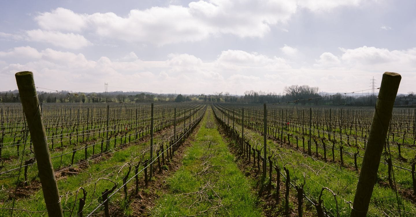 Uiv: stop temporaneo all’impianto di nuovi vigneti