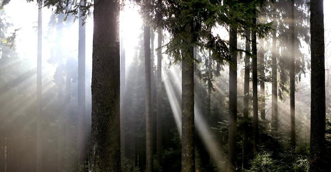 Biodiversità oscura. È il divario nascosto tra la biodiversità osservabile e quella ecologicamente possibile. (AP)