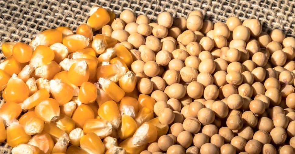 Le associazioni degli agricoltori: «Per mediare sui dazi comprare mais e soia dagli Usa» Le associazioni degli agricoltori: «Per mediare sui dazi comprare mais e soia dagli Usa»