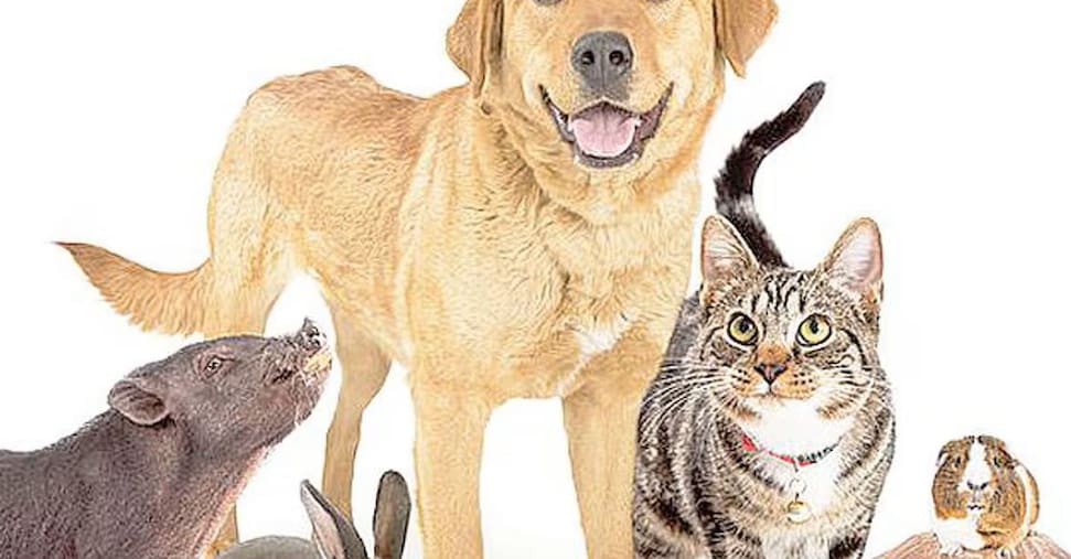 Come scegliere la polizza per cane e gatto