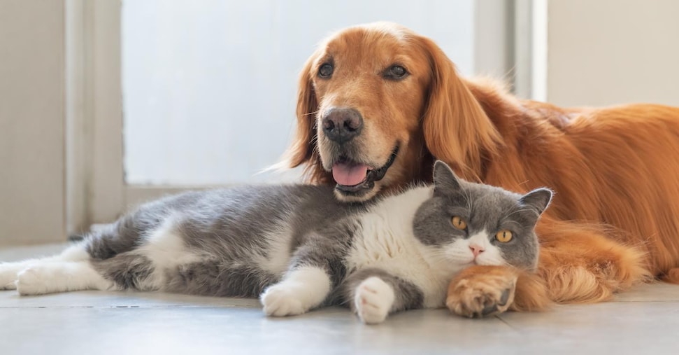 Costi e cautele quando si va in vacanza con (o senza) la propria bestiola Costi e cautele quando si va in vacanza con (o senza) la propria bestiola