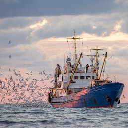 Return of the fishing seiner after the catch at sunset