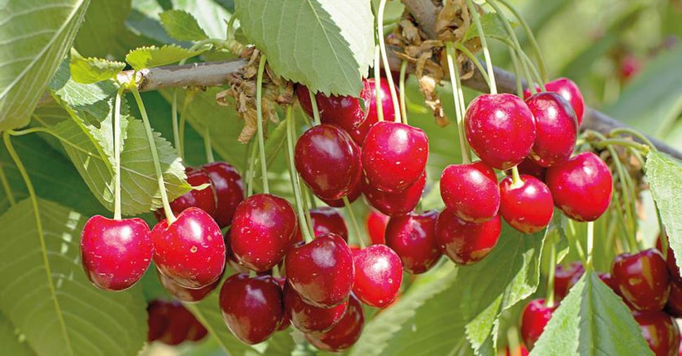 Frutta, esportazioni in ripresa ma la produzione cala ancora