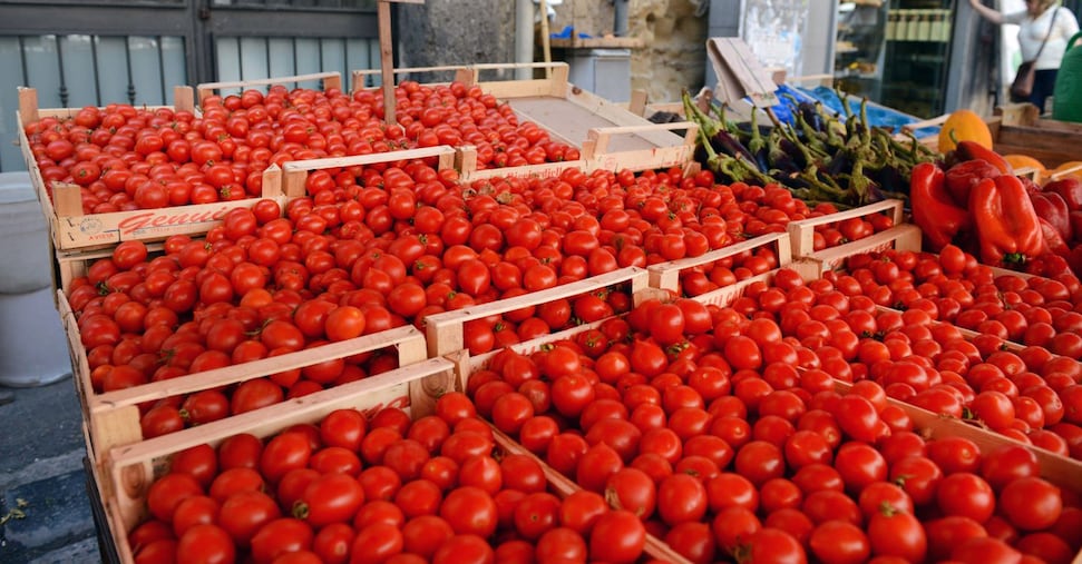 Pomodoro, il San Marzano convoca a Napoli i buyers di Francia e Germania Pomodoro, il San Marzano convoca a Napoli i buyers di Francia e Germania