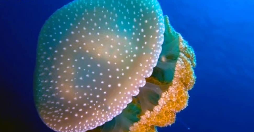 Le specie aliene dei nostri mari: parte la campagna “Attenti a quei 4!” dell’Ispra e Cnr-Irbim
