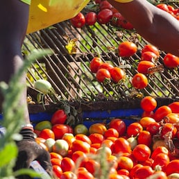 AGRICOLTURA BIOLOGICA PRODOTTO BIOLOGICO PRODOTTI BIOLOGICI PRODUZIONE BIO ECOSTENIBILE ECOSOSTENIBILI POMODORO POMODORI RACCOLTA